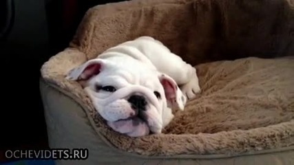 Малко забавно кученце