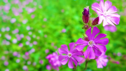 Beautiful Nature Images