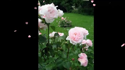 Ах, този аромат на рози...(music Ernesto Cortazar)... ...