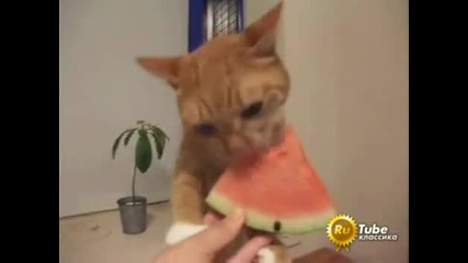 Сладко котенце яде диня (смях)