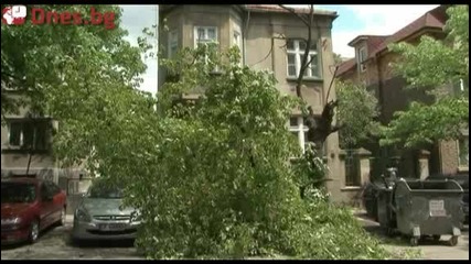 Дърветата във Варна вече падат без буря