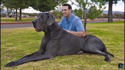Най - огромните кучета в света