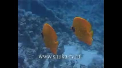 Butterflies Fish Red Sea 