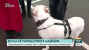 Вълна от съпричастност: Фондация „Шаро” продължава кампанията за събиране на стотинки за бездомни животни