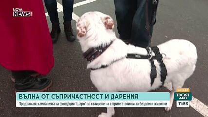 Вълна от съпричастност: Фондация „Шаро” продължава кампанията за събиране на стотинки за бездомни животни