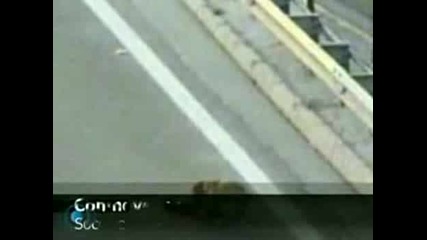 куче спасява куче от магистралата.