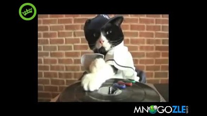 Коте Dj Добре подгрява тълпата:)