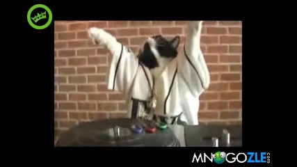 Коте Dj 