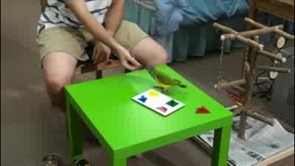 Папагал подрежда форми!