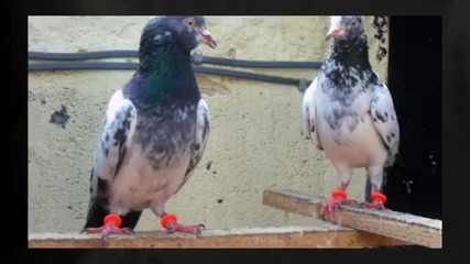 Uaetipplers Club Present [taimur Khan's Pakistani Pigeons] England - 07882026878 - Youtube
