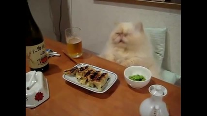 котка вечеря като хора 