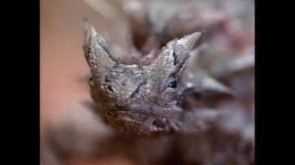 Thorny devil