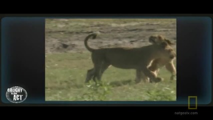 National Geographic - Дивата Природа : Лъвски бой