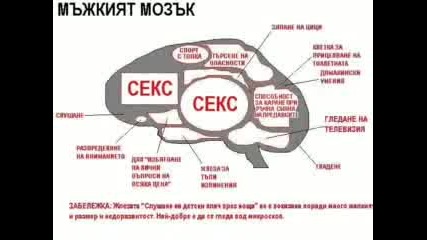 За какво си мисли мъжкия мозък ? 