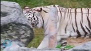 Runaway Tiger in Tbilisi Kills Man After Flood