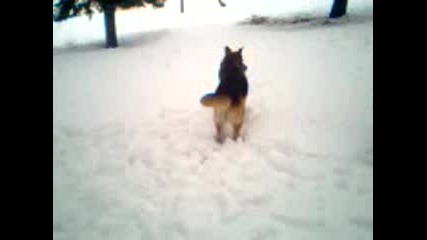 Немска Овчарка Пнг