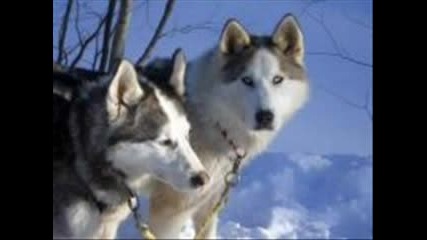 Хъскита.flv