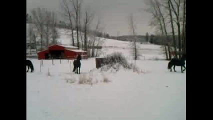 Friesian Horses Running in Snowy Pasture