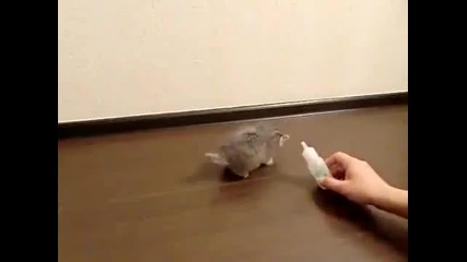 Да ти е кеф да имаш такъв фастък!