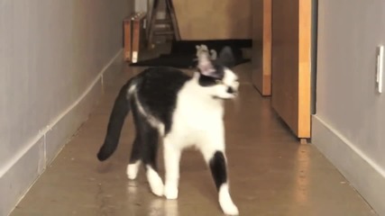 Котка разхожда плюшено коте на каишка!