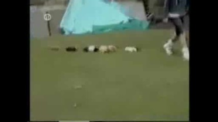 Смешни животни!