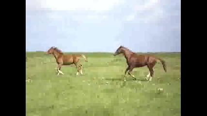 running horses