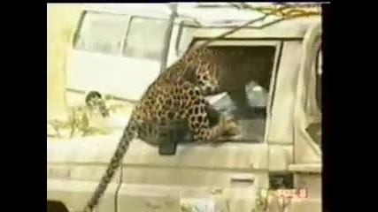 Leopard! Attacks A Man - Must See ! 
