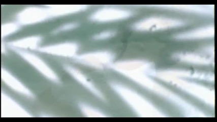 Hande Yener - Kus
