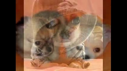 Chihuahuas Cute or Evil 