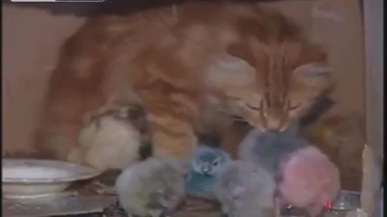 Котка се грижи за новородени пиленца