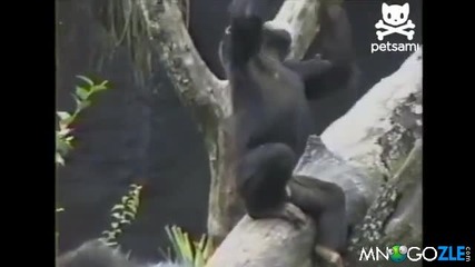 Маймуна си бърка в дупето и припада от миризмата! clip4e.org