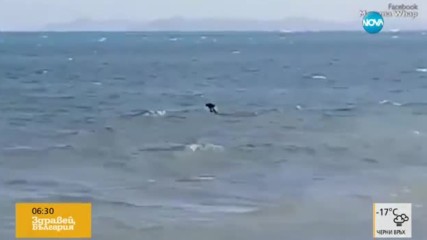 Безстрашно куче гони акули в морето