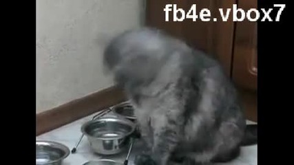 котка и чиния (смях)