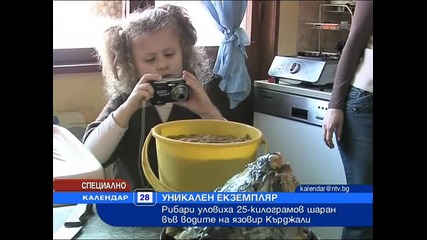 Гигантски шаран от 25кг уловен в яз. Кърджали 