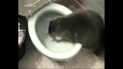 Много Смешен Видеоклип