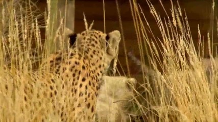 Baby Cheetah cubs born at Zsl Whipsnade zoo