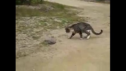Котка срещу змия ! 