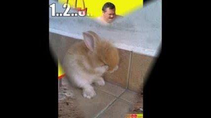 Funny.pictures.flv