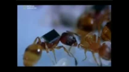Мравките-сврьхорганизьм