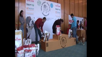 Клубна Изложба2010 на Клуб Булдог - България / Клас Междинен Мъжки