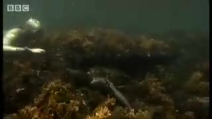 Sneezing free diving Iguanas - Dive Galapagos - Bbc wildlife 
