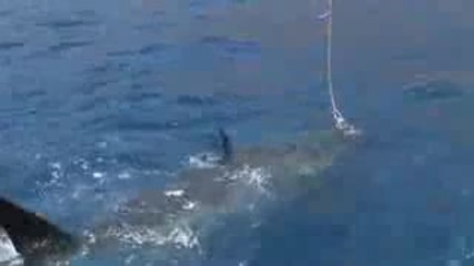 big shark 