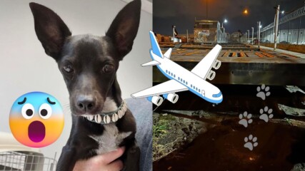 Авиокомпания изгуби кучето на пътник! 🐶 Намериха ли го??