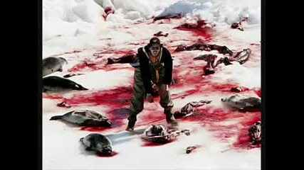 Спрете убиването на тюлените!!! 