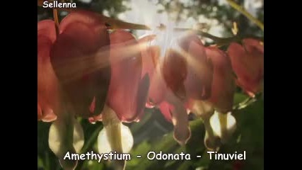 Amethystium - Odonata - Tinuviel