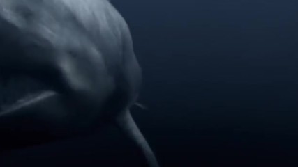 Mega Shark vs Giant Octopus best parts Trailer Movies The Oscars Holywood Film Menejer 2017 Hd