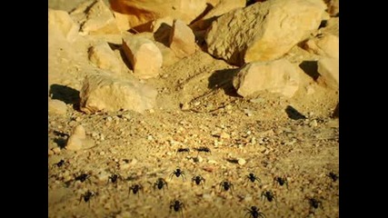 minuscule - 16th part