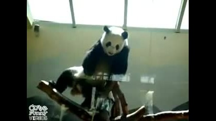 Hip - Hop Panda Dancer - 
