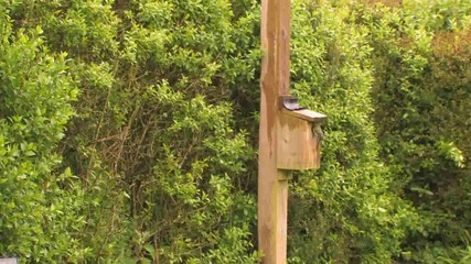In the rain on Vimeo.flv