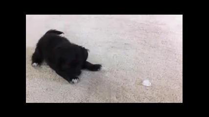 Куче си играе с кубче лед :) 